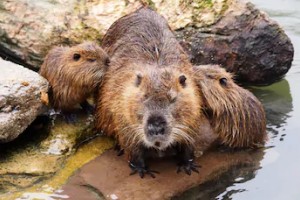 Young Beaver