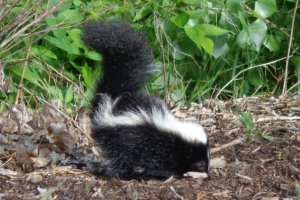 Young Skunk