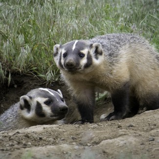 Badger