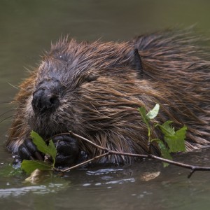 Beaver