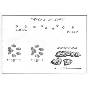 Bobcat Tracks