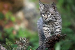 Young Bobcat