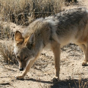 Coyote
