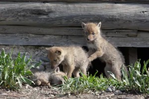 Young Coyote