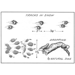 Fisher Tracks