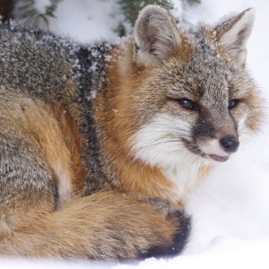 Gray Fox