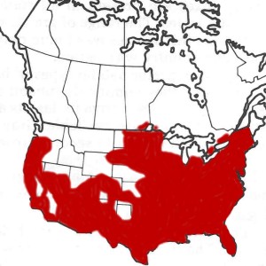 Gray Fox Range