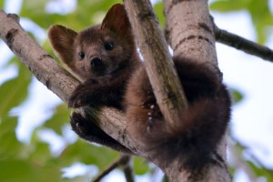Young Marten