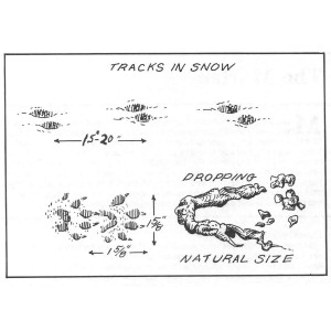 Marten Tracks