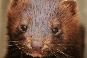 Young Mink