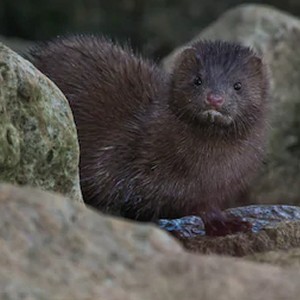 Mink
