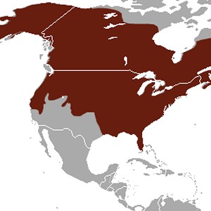 Mink Range