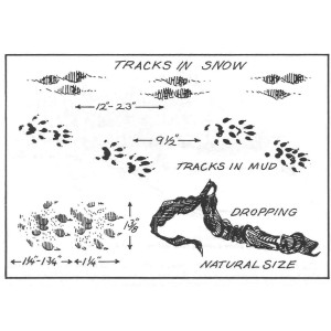 Mink Tracks