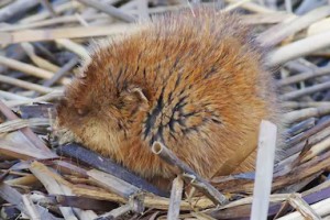 Young Muskrat