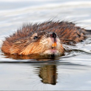 Muskrat