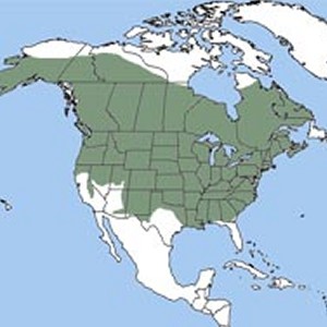 Muskrat Range