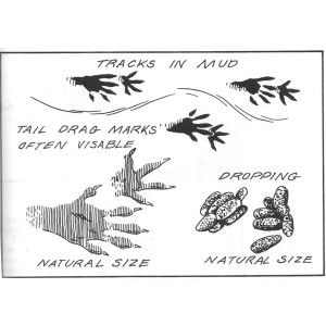 Muskrat Tracks