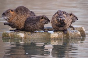 Young Nutria