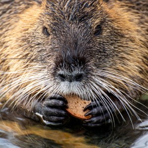Nutria