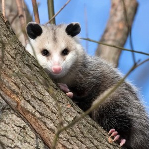 Opossum