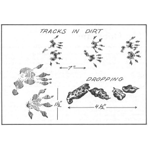 Opossum Tracks