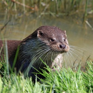 Otter