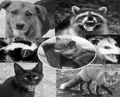 Rabies