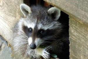 Young Raccoon