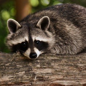 Raccoon