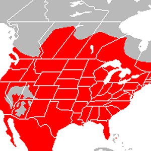 Raccoon Range