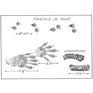 Raccoon Tracks