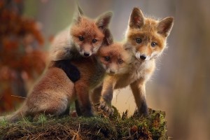 Young Red Fox