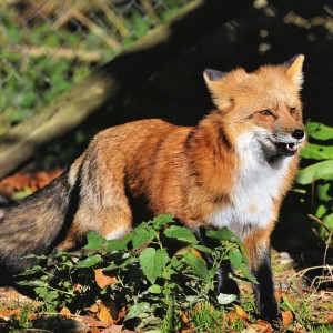 Red Fox