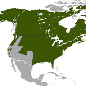 Red Fox Range