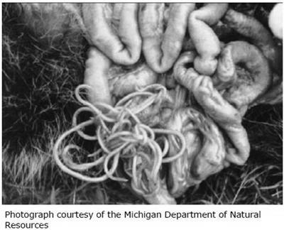 Raccoon Roundworms