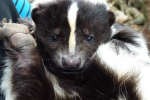 Young Skunk
