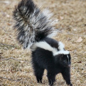 Skunk