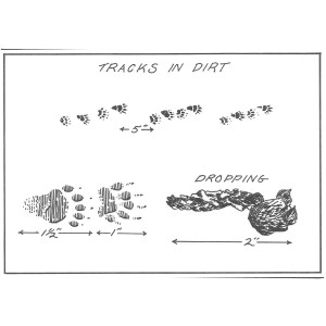 Skunk Tracks