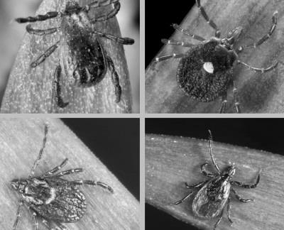 Tick Borne Illness